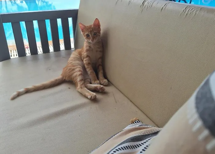 Horizon Apartament Agios Christoforos (Lefkada)